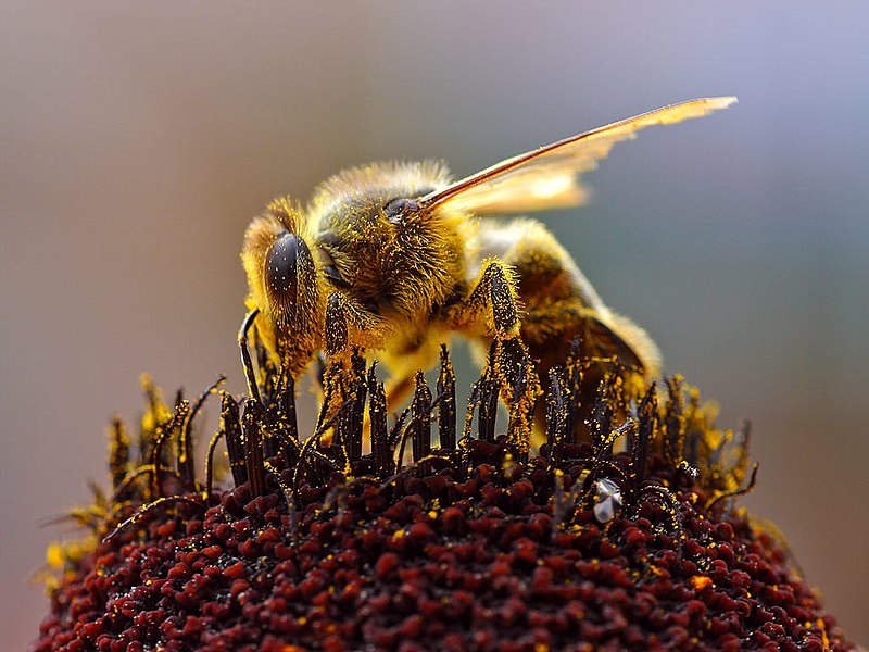 Proteger a las abejas para proteger la agricultura